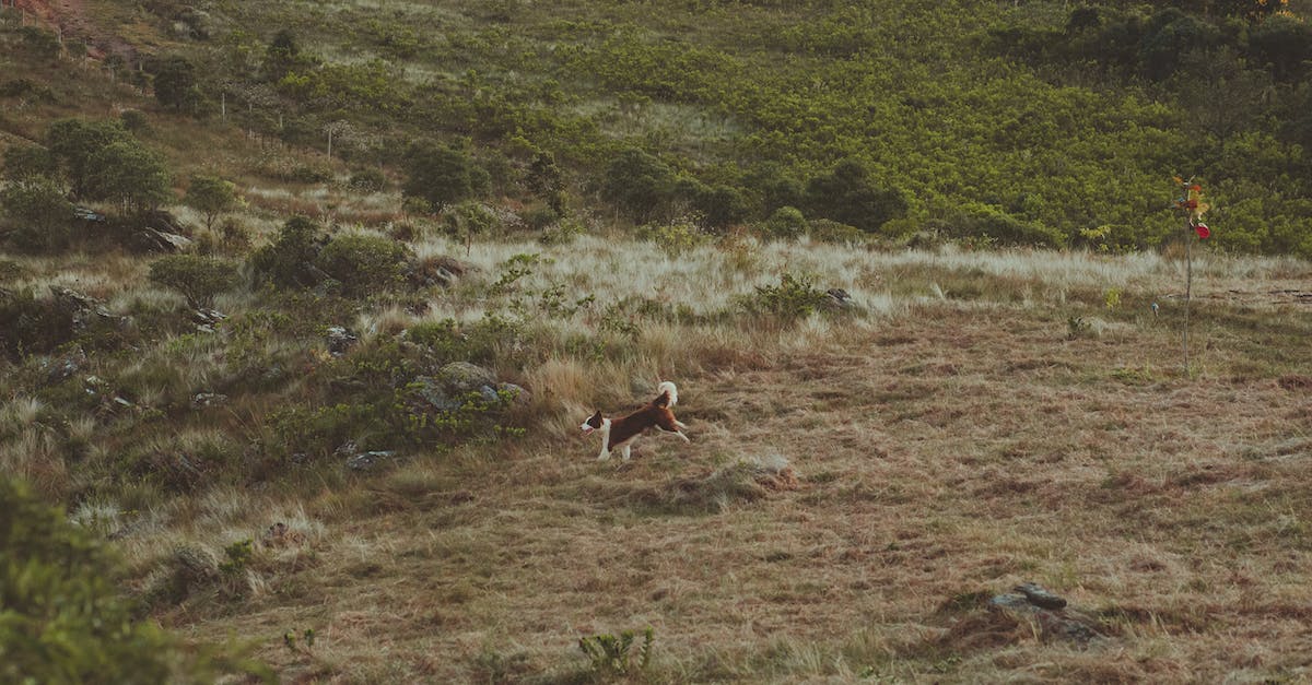 Do long-distances buses run overnight in any country in Central America? - Active dog running on remote terrain