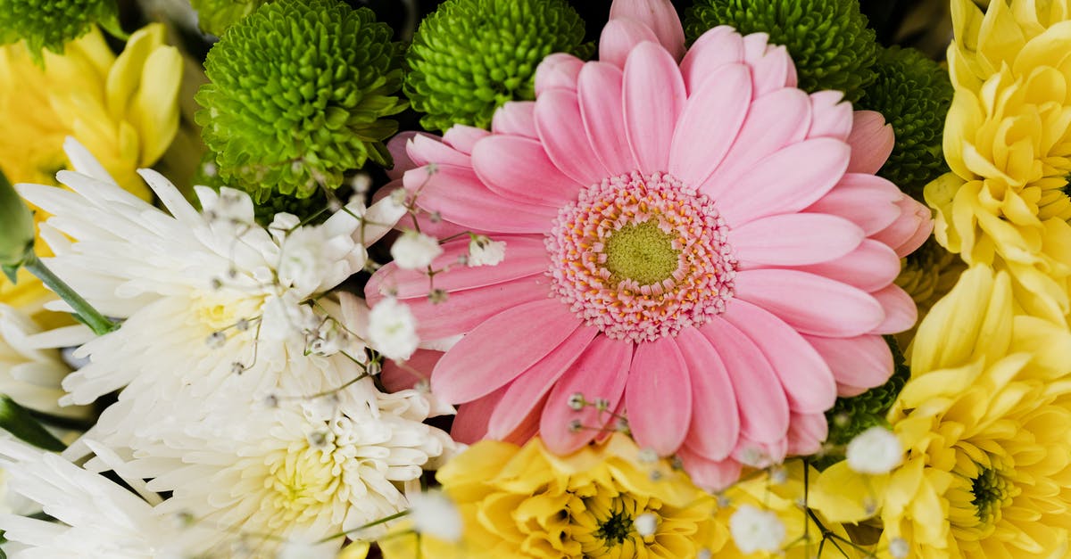 Do nursing mothers need an ICVP for yellow fever? - From above of pink gerbera and chrysanthemums of different colors arranged in elegant romantic bouquet accompanied with tender gypsophila