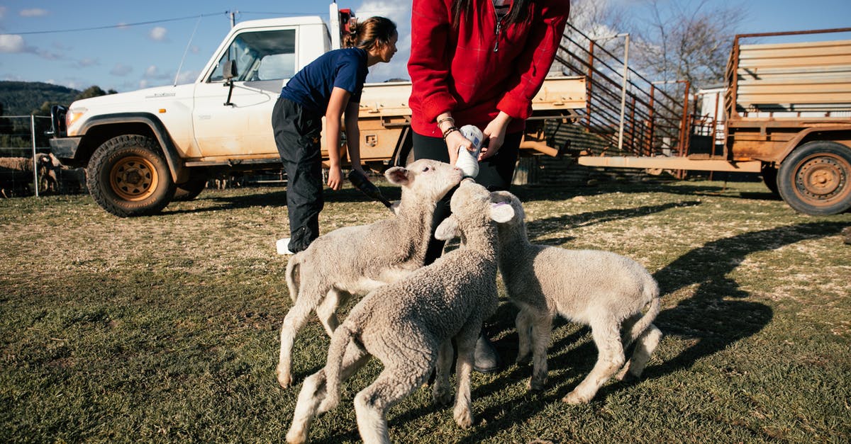 Do other countries care if I paid taxes to my own country for visa purposes? [closed] - Farmer feeding cute lambs with milk