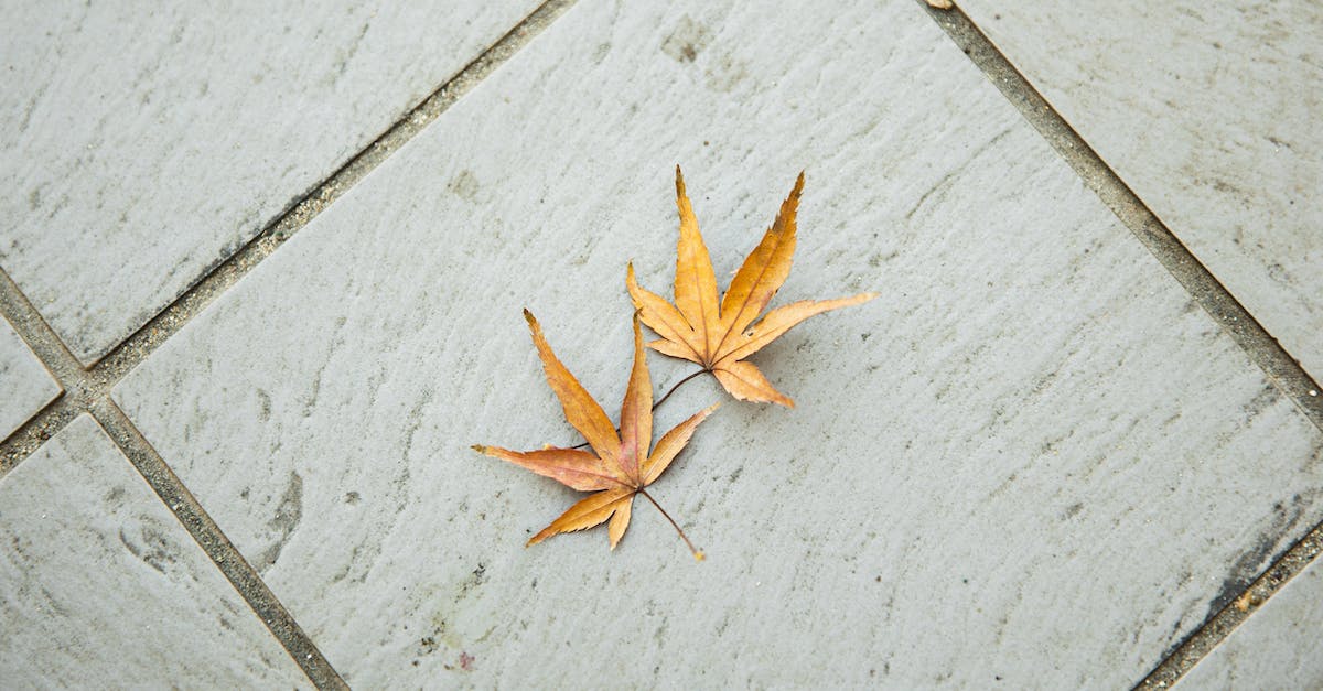 Do seasonal flights from Trondheim to Edinburgh, London, or any other part of the UK exist? - Top view of dry weathered brown maple leaves with pointed edges placed on tiled floor in light room in autumn time Do seasonal flights from Trondheim to Edinburgh, London, or any other part of the UK exist? - Top view of dry weathered brown maple leaves with pointed edges placed on tiled floor in light room in autumn time