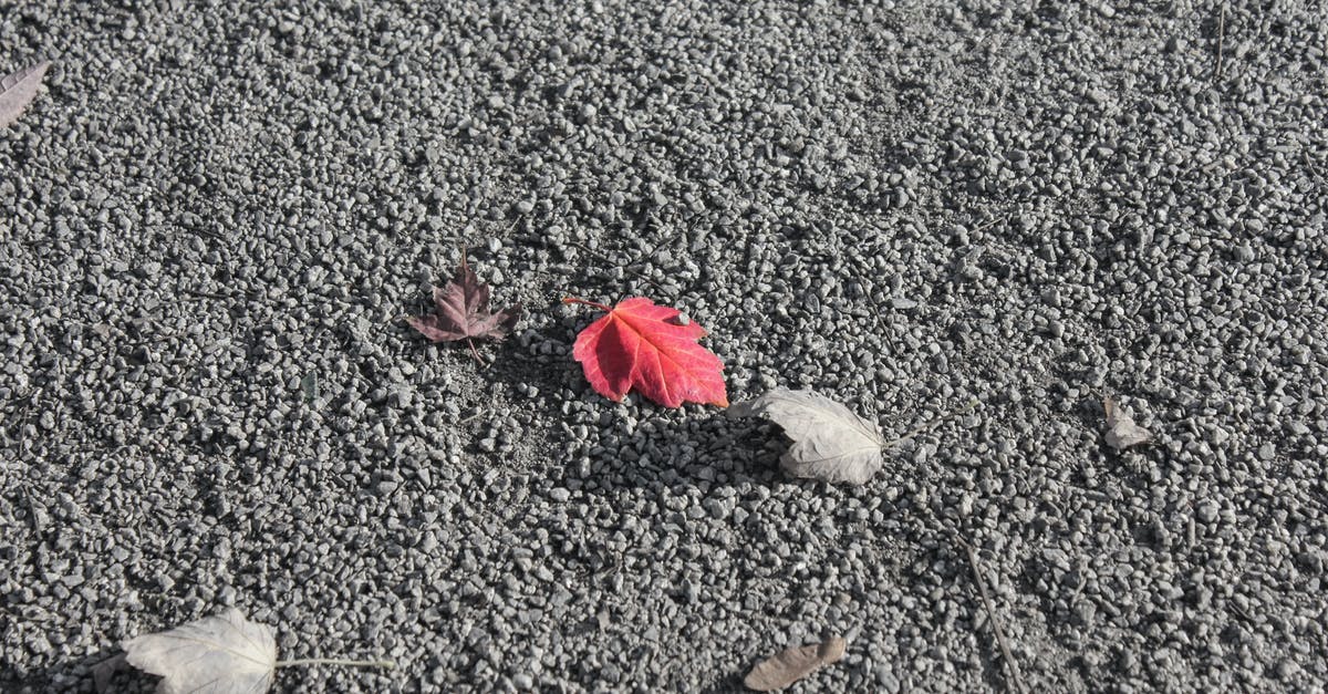 Do the Canadian Rockies lack red foliage in autumn? - Small dry and red fallen leaves lying on rough surface with small stones in daylight