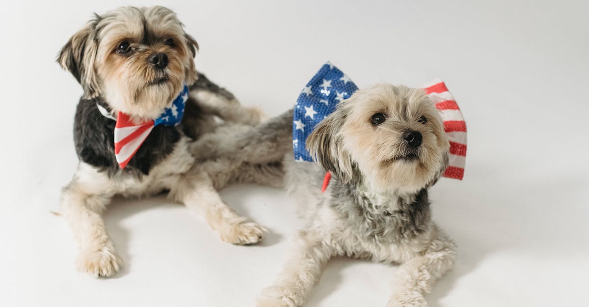 Do U.S. Domestic Flights Allow Carrying Meat Inboard? - Cute purebred dogs with accessories with American flag