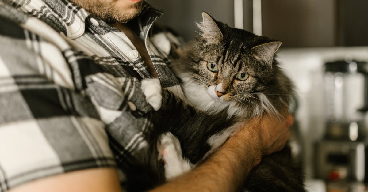 Do U.S. Domestic Flights Allow Carrying Meat Inboard? - Person Holding Gray and White Tabby Cat