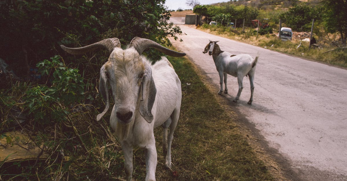 Do U.S. Domestic Flights Allow Carrying Meat Inboard? - Close-Up View Of Goats On The Road