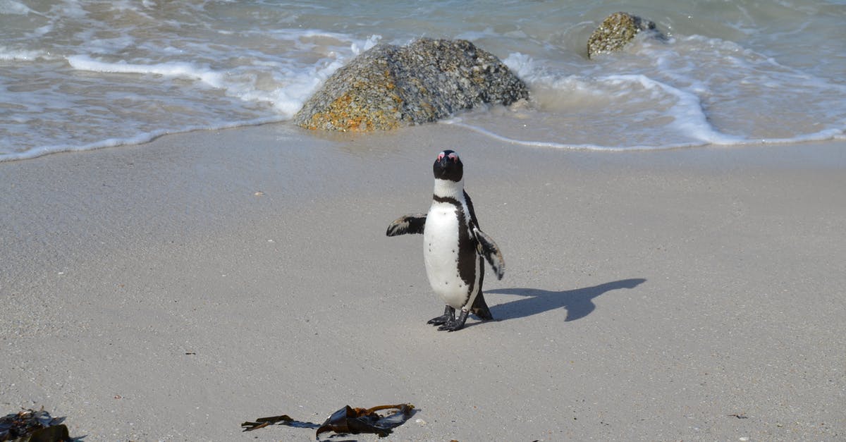 Does Abkhazia have sandy beaches, or just pebbles like in Georgia? - Funny adorable penguin on sandy coast