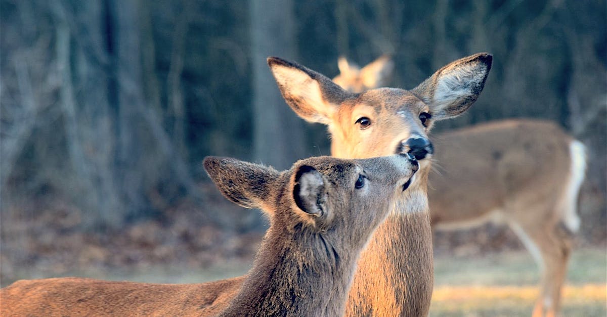 Does CBP know about extensions? [closed] - Deer Kissing Each Other