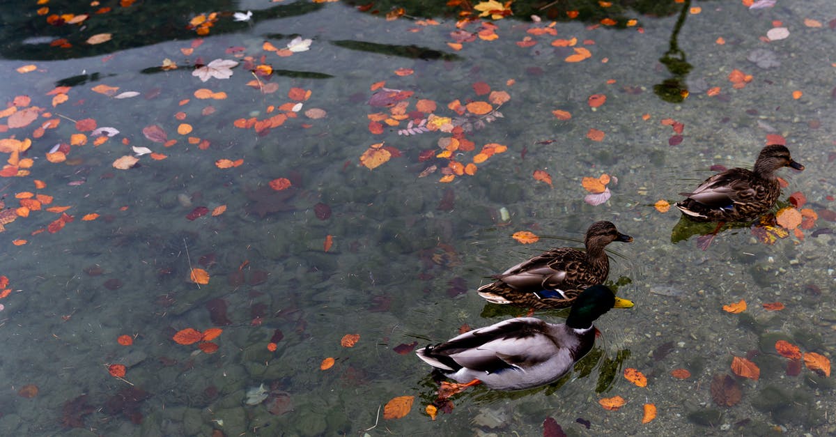 Does Central Ontario contain any 'drive-through' national parks or wildlife areas? - Wild ducks swimming in calm lake with colorful autumnal leaves in water in park