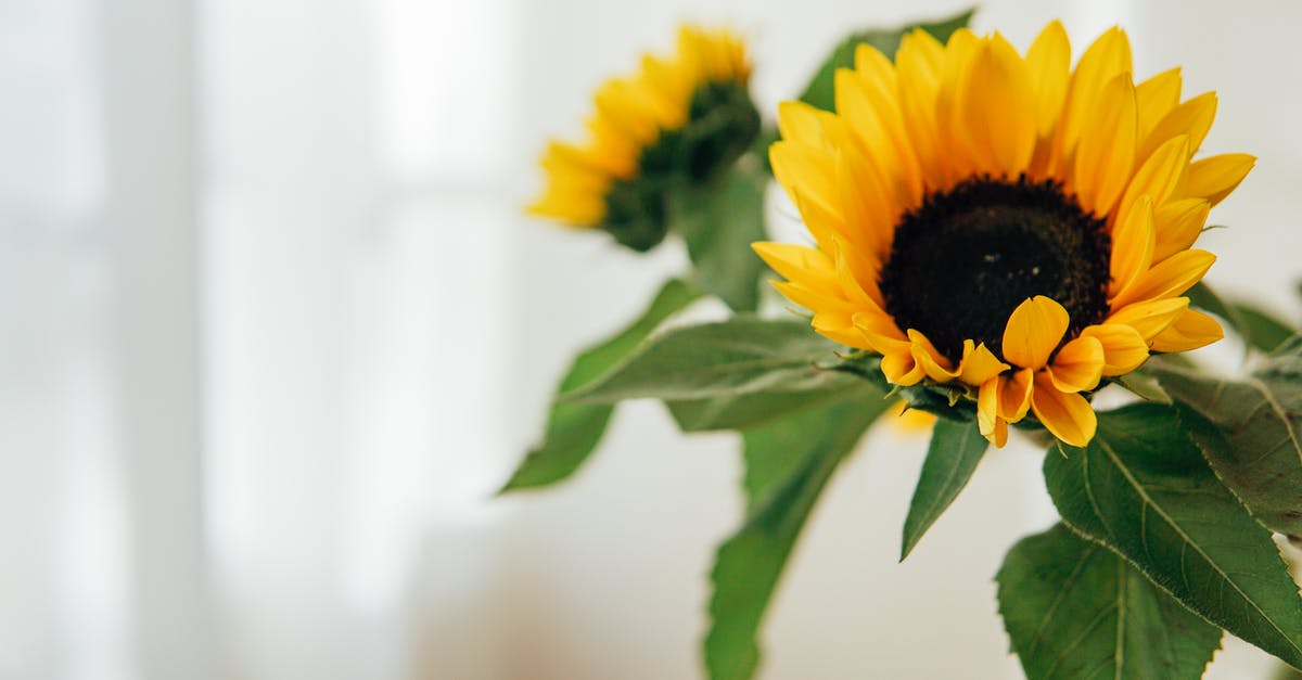 Does declaring your baggage as fragile do anything good? - Bright fresh flowers with green leaves and stems in bunch placed in sunny room