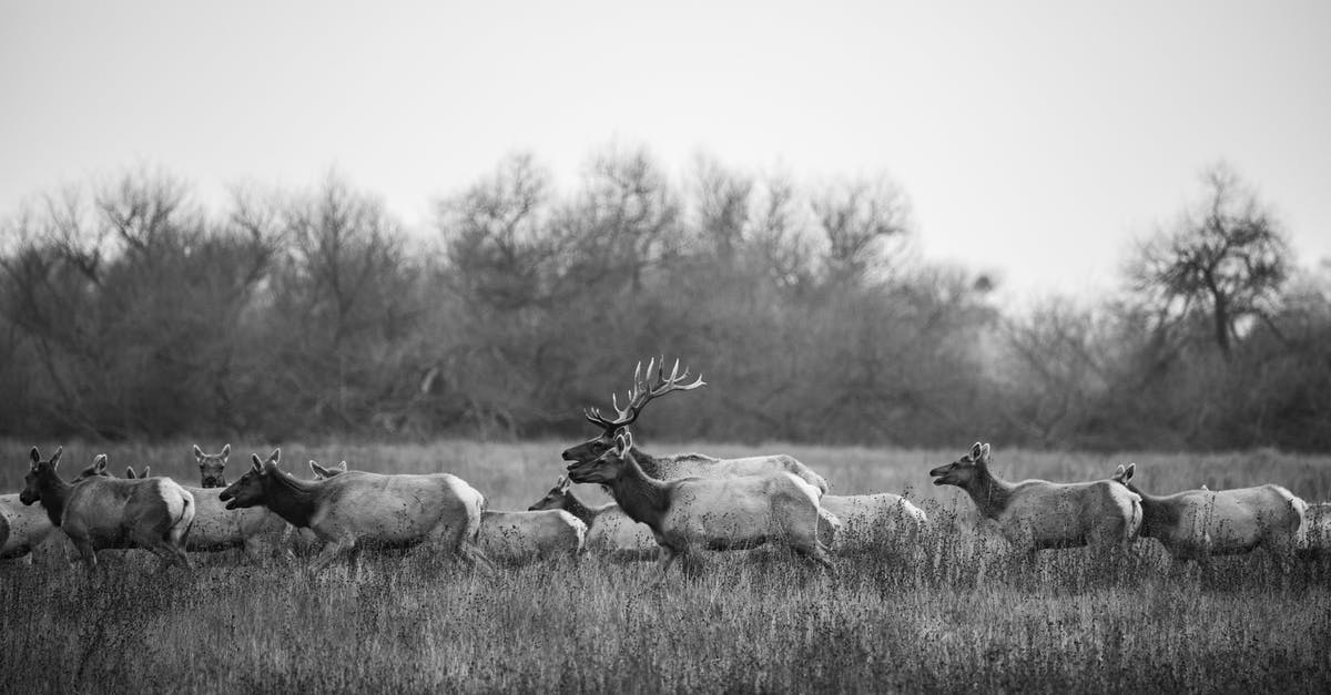 Does DFW have moving walkways in any terminal? - Large Herd of Deer Moving in Meadow