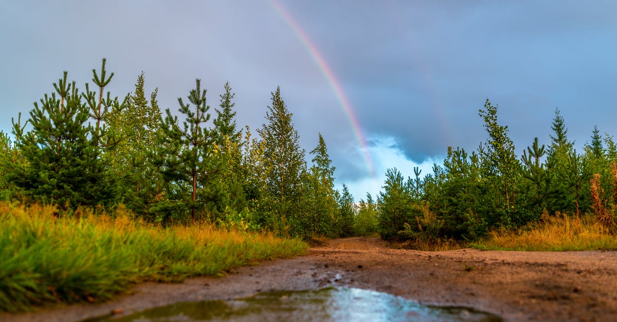 Does Korea have any mud festivals in autumn? - Green Leafed Trees Below Rainbow