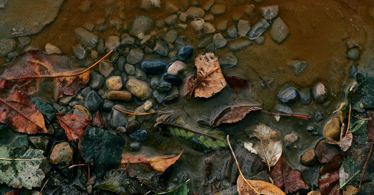 Does Korea have any mud festivals in autumn? - Stones And Leaves On Wet Ground