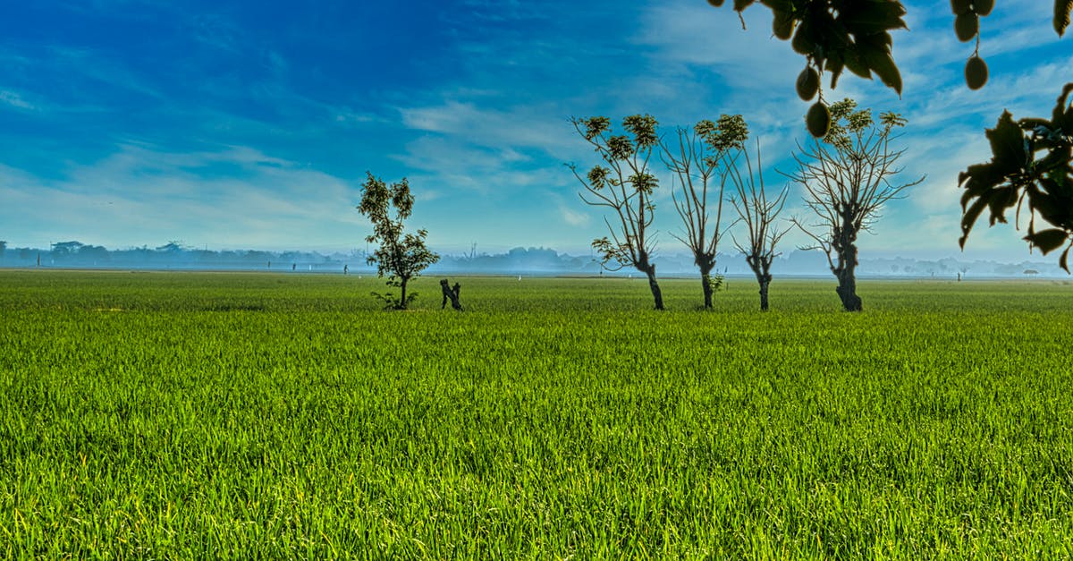 Does Royal Air Maroc still have any unusual discounts? - Spectacular view of grassland with unusual trees growing under colorful cloudy sky in summertime