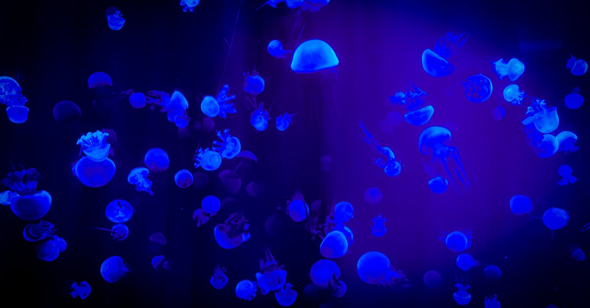 Does the route NRT - SIN fly through the East China Sea ADIZ China declared by China in November of 2013? - Jelly Fish With Reflection Of Blue Light