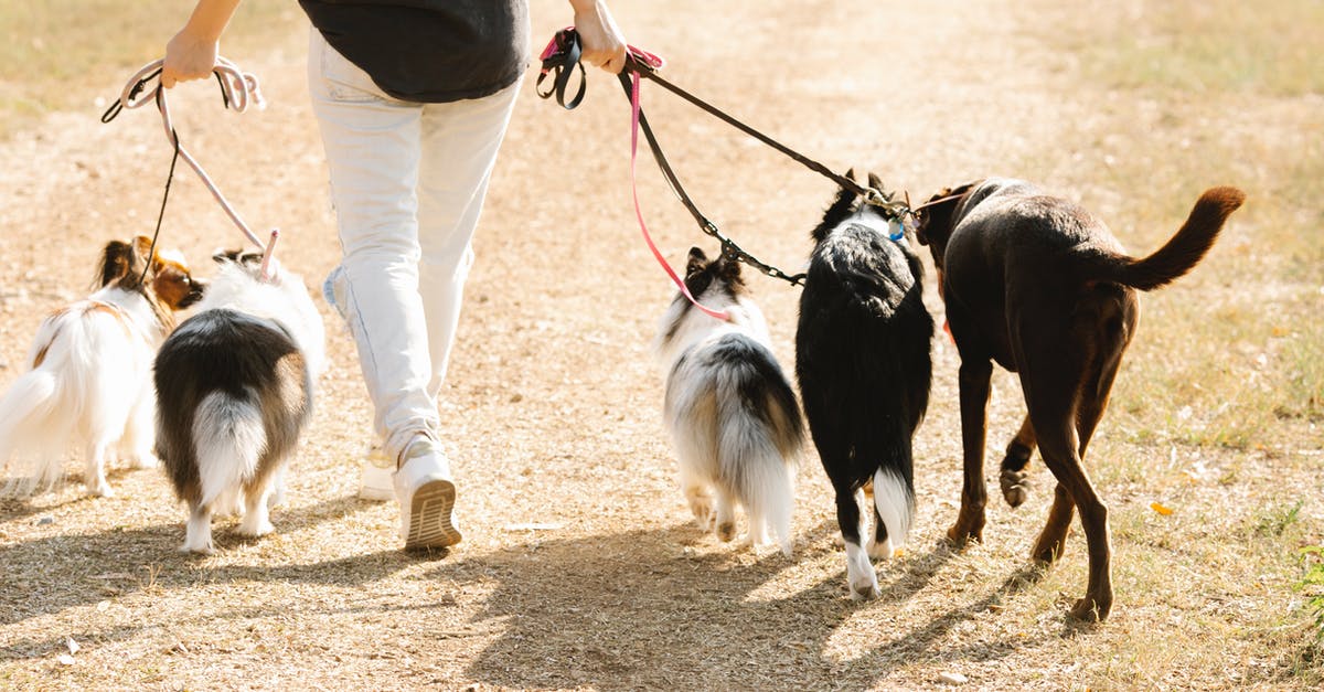 Dog passport in EU, Vet on way back? - Faceless woman walking with dogs on path