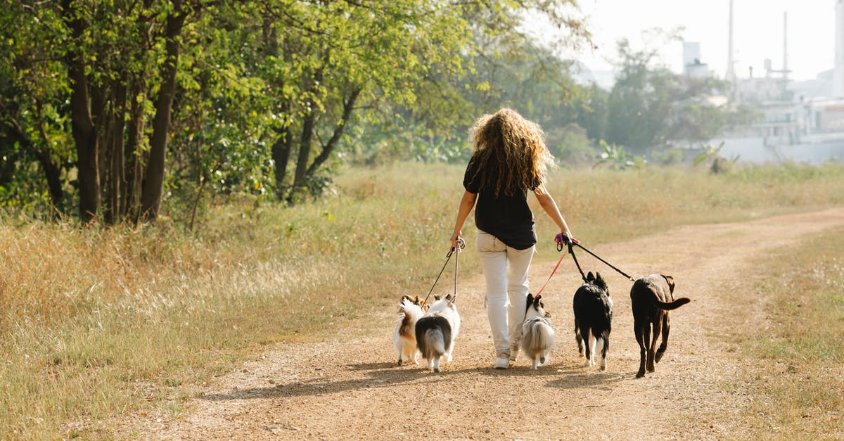 Dog passport in EU, Vet on way back? - Full body back view of anonymous female owner strolling with pack of obedient dogs on rural road in countryside with trees