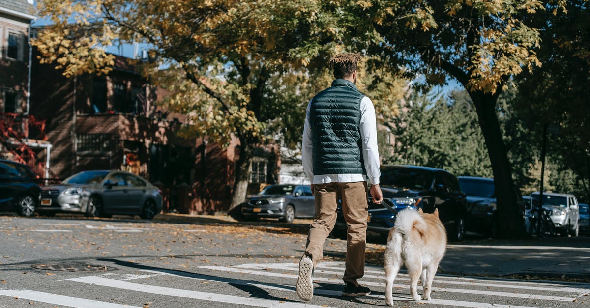 Dog passport in EU, Vet on way back? - Back view of anonymous African American male promenading with obedient dog on pedestrian cross of asphalt road on street