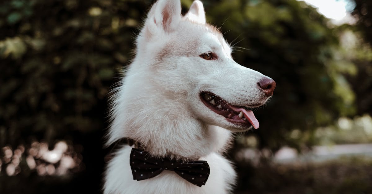 Dog registration - Australia - moving around areas [closed] - White and Black Siberian Husky With Black Bowtie