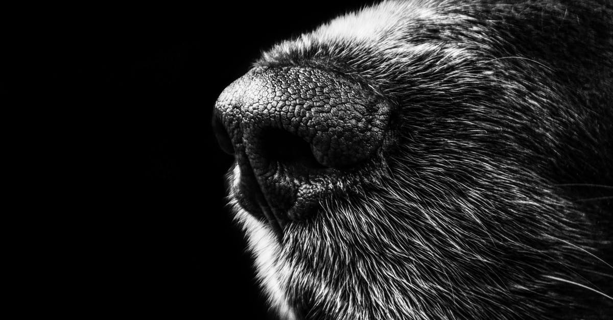 Dog registration - Australia - moving around areas [closed] - Grayscale Animal Nose