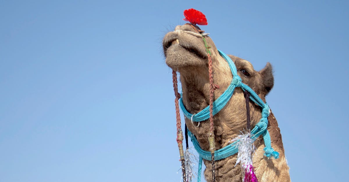 Domestic Flight Travelling in India - Low-angle Photography of Camel