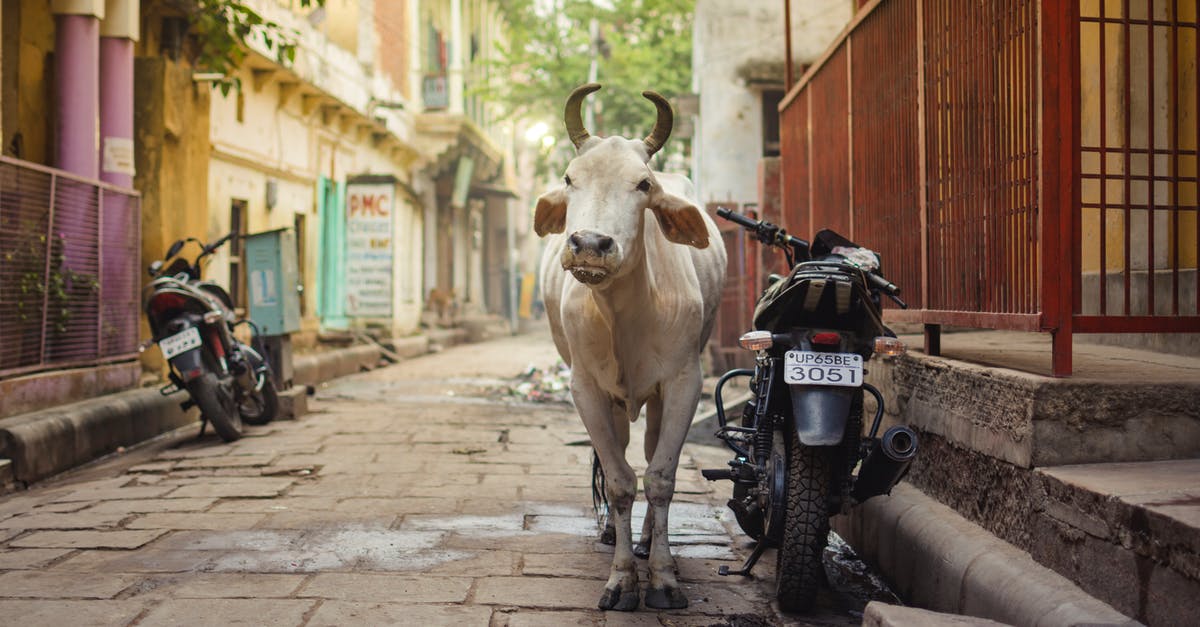 Domestic Flight Travelling in India - White Cow on Gray Concrete Road