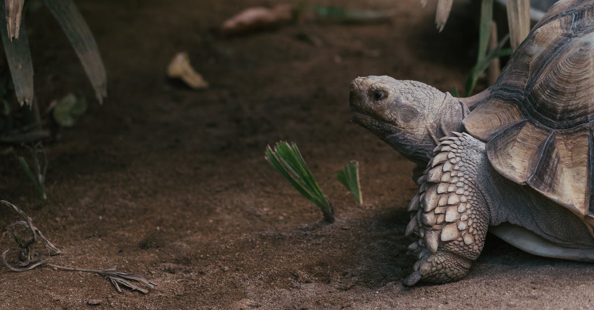 Domestic flights for foreigner in Colombia - Brown and Black Turtle on Brown Sand