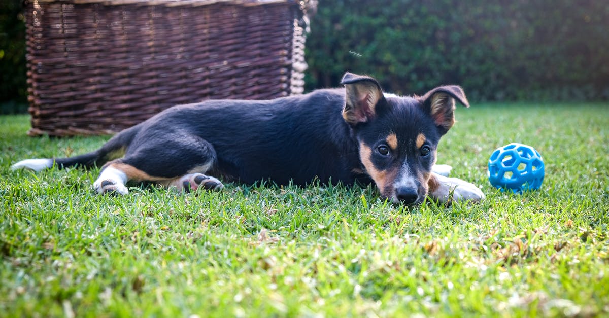 Domestic flights for foreigner in Colombia - Free stock photo of adorable, animal, border collie