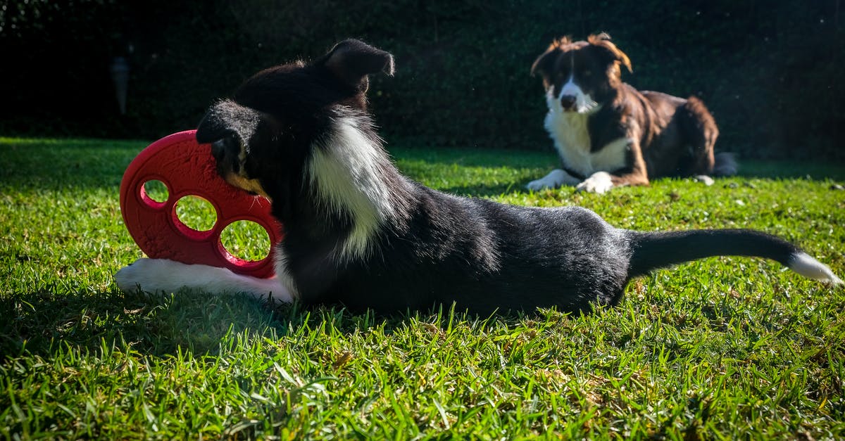 Domestic flights for foreigner in Colombia - Free stock photo of animal, border collie, canine