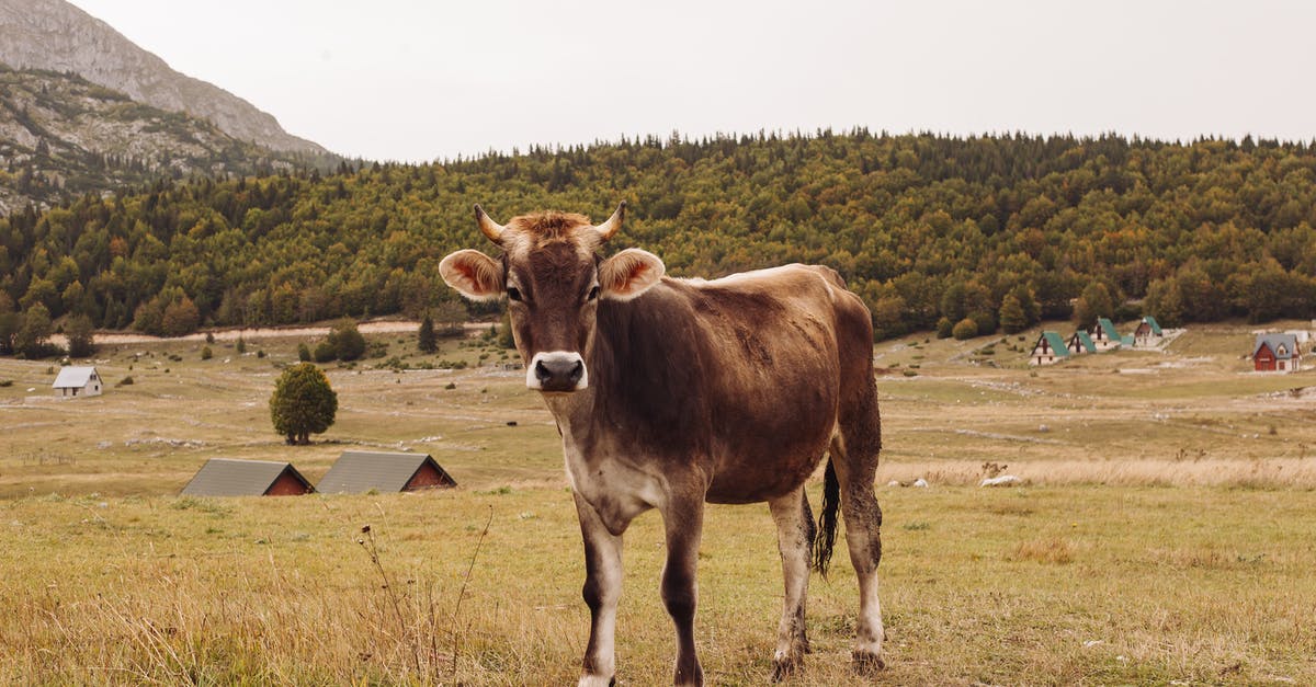 Domestic to international at JFK - Brown Cow on Green Grass Field