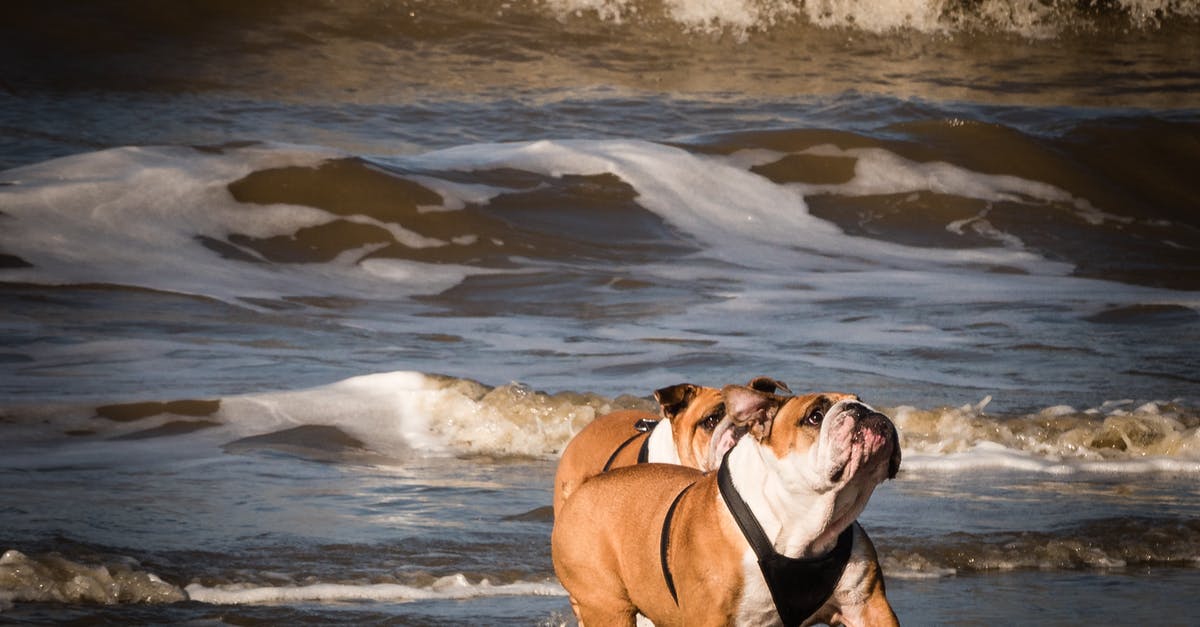 Domestic travel with ID not containing surname - Two Adult Tan-and-white English Bulldogs on Seashore