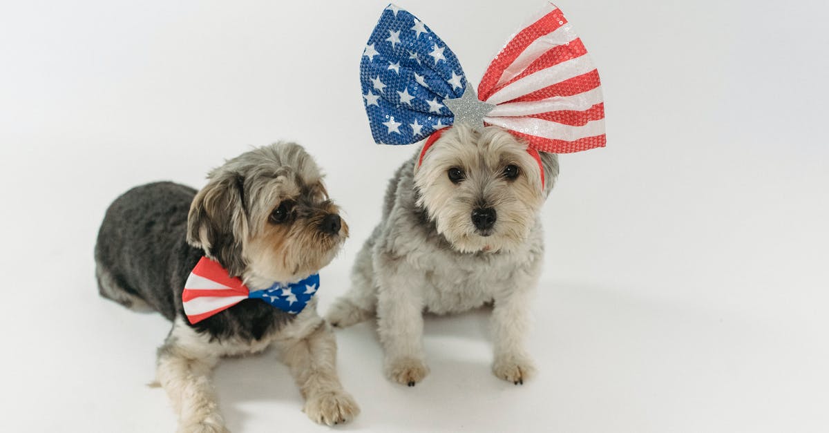 Domestic US flights with expired passport - Funny puppies with decorated bow ties and band relaxing against white background in studio