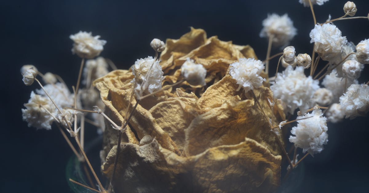 Dried rose petals -- permissible for airplane - Withered Rose and White flowers