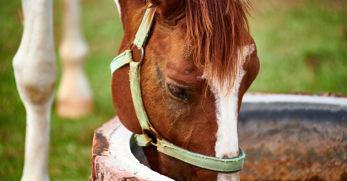 Drinking from the Chalice Well in Glastonbury (Sacred Spring in England) - Brown Horse Drinking on Water Well 