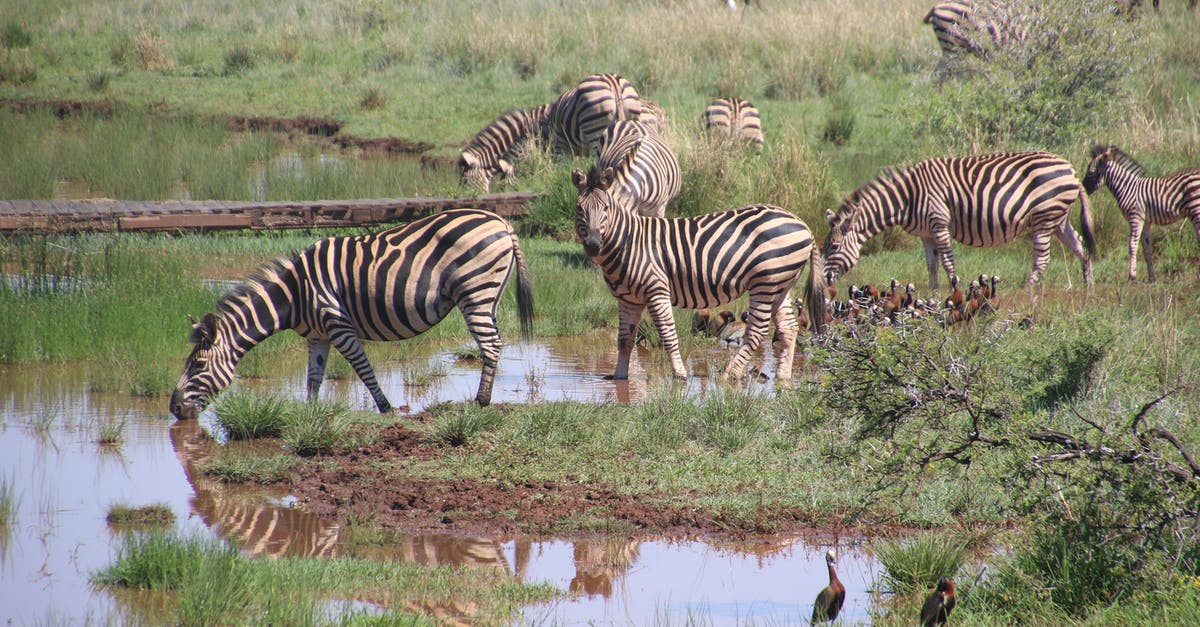 Drinking tap water in a country where it is unsafe - anything to do after that? - Herd of Zebras on Body of Water With Grass Drinking tap water in a country where it is unsafe - anything to do after that? - Herd of Zebras on Body of Water With Grass