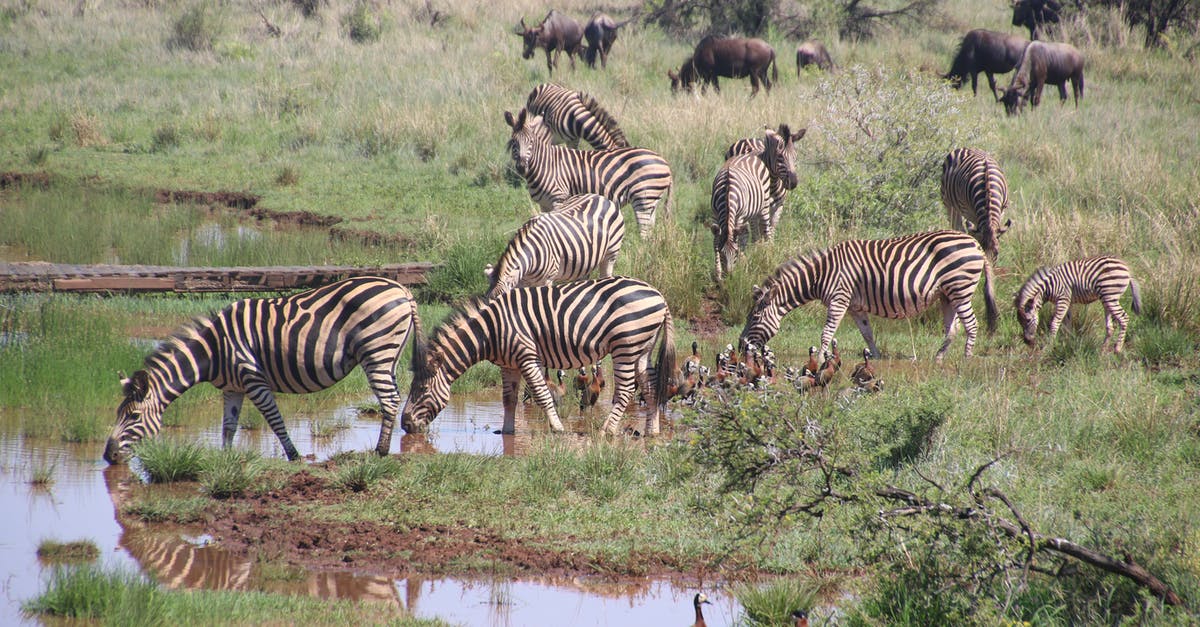 Drinking tap water in a country where it is unsafe - anything to do after that? - Herd of Zebras on Grass Field Drinking tap water in a country where it is unsafe - anything to do after that? - Herd of Zebras on Grass Field