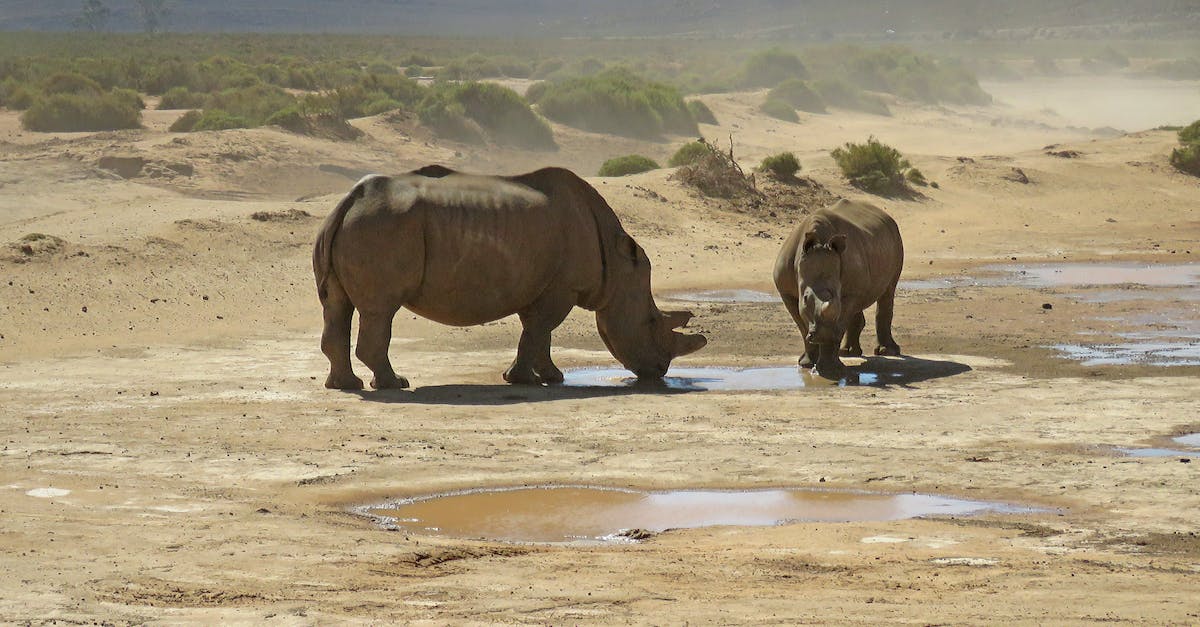 Drinking tap water in India - Brown Rhinoceros on Brown Field