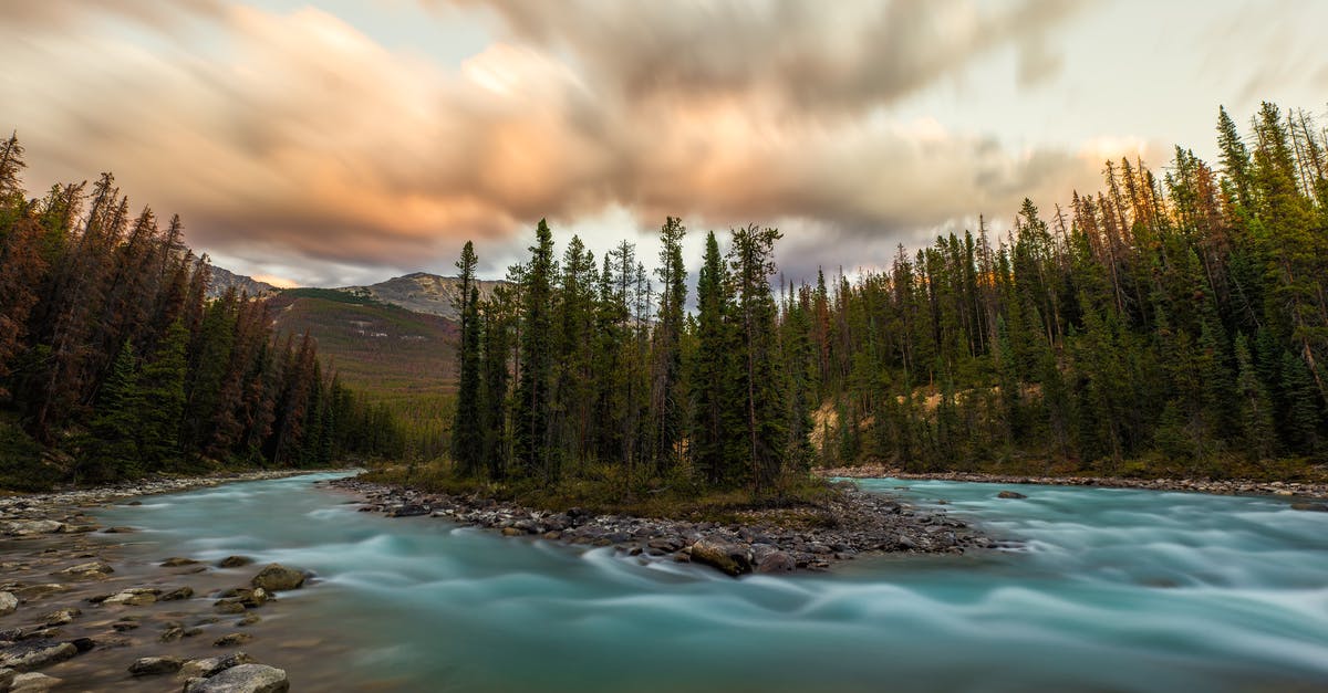 Driving from Jasper, Canada to Calgary, Canada? - Green Pine Trees Surrounded by Flowing Water