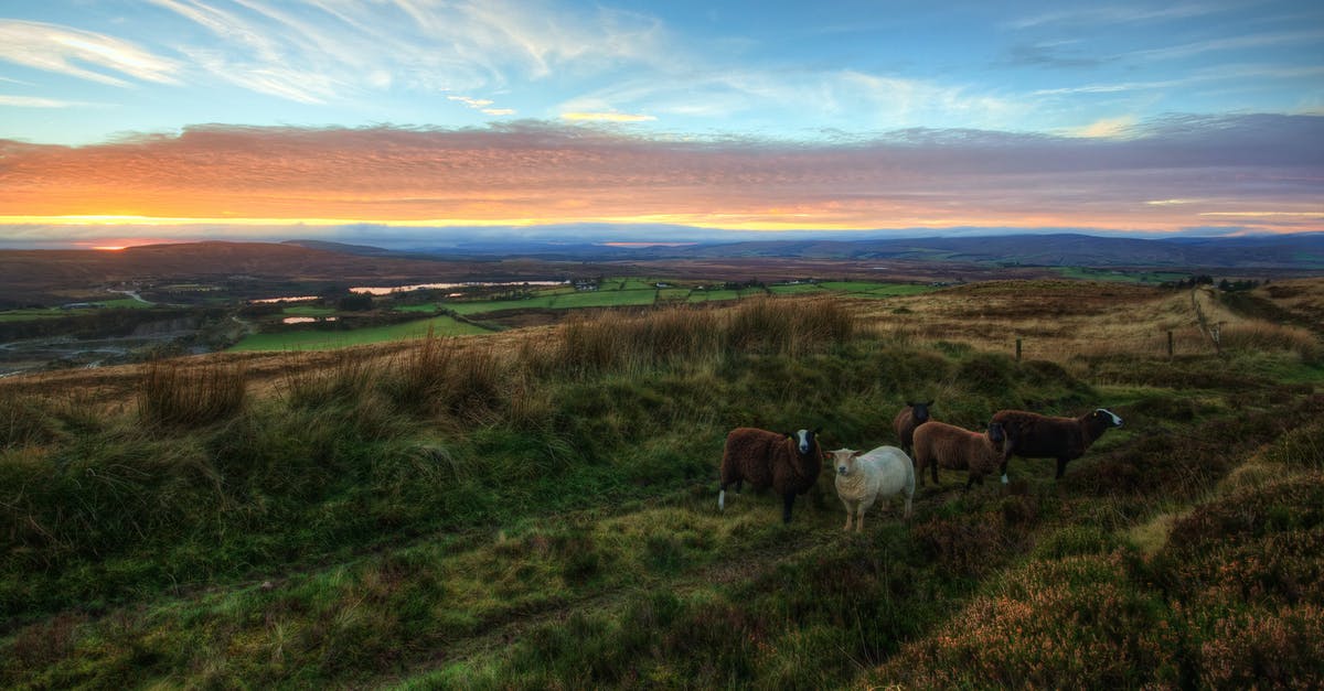 Driving in Ireland and Northern Ireland - Five Sheeps on Pasture during Golden Hour