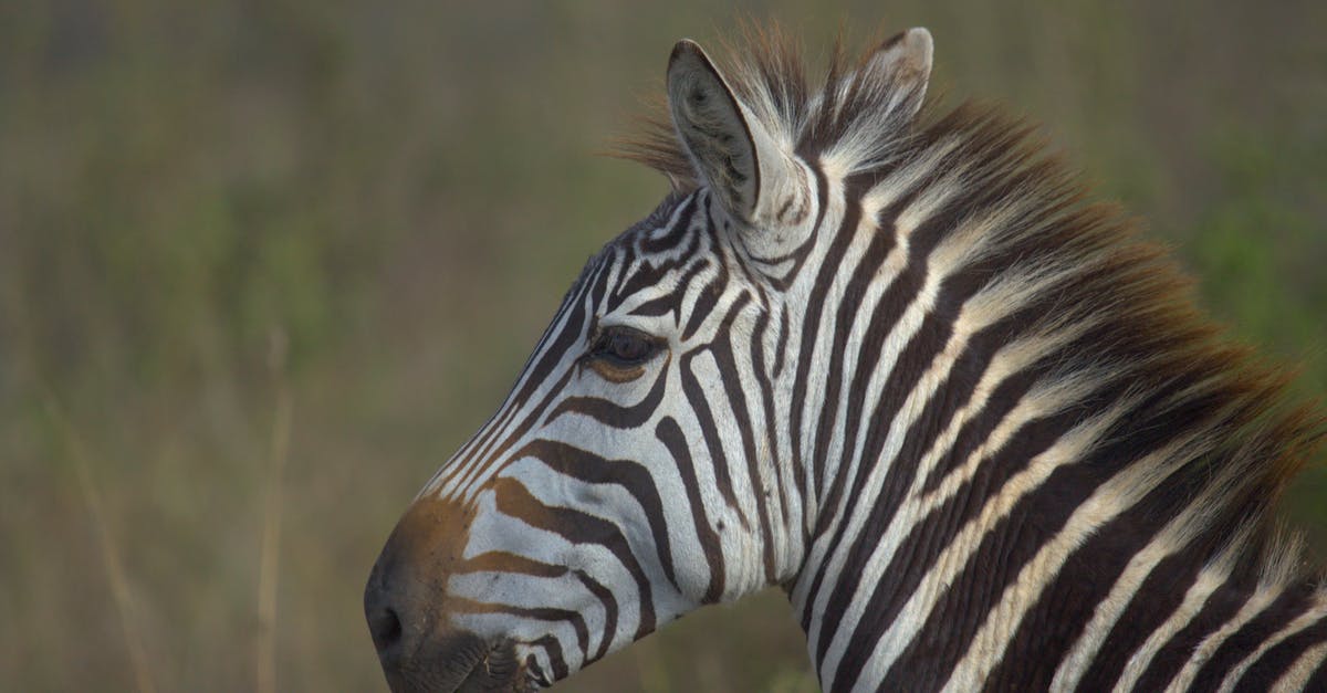 Dual Citizenship Question Netherlands to Kenya - Close-Up Shot of Black and White Zebra