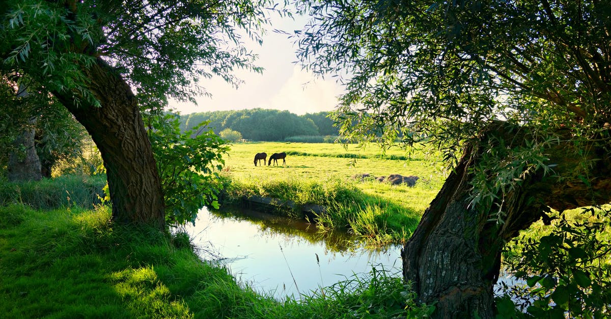 Dutch immigration at St Pancras intl - Grazing Animals Near Creek and Trees