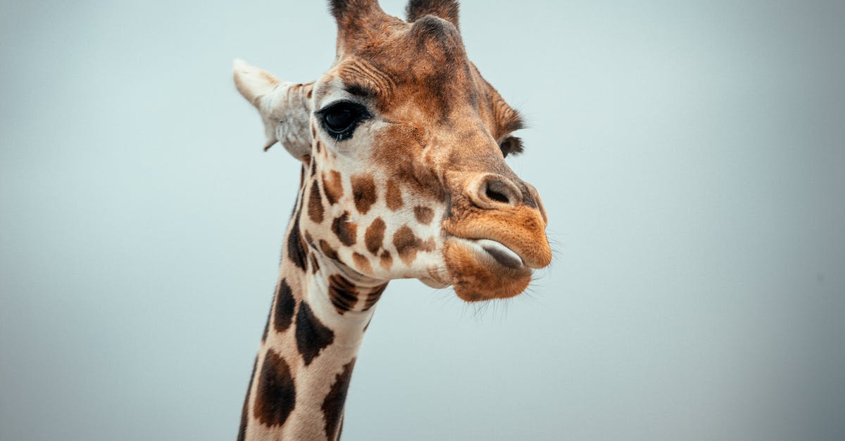 Ear protection on long flights? - Giraffe against cloudless sky in nature