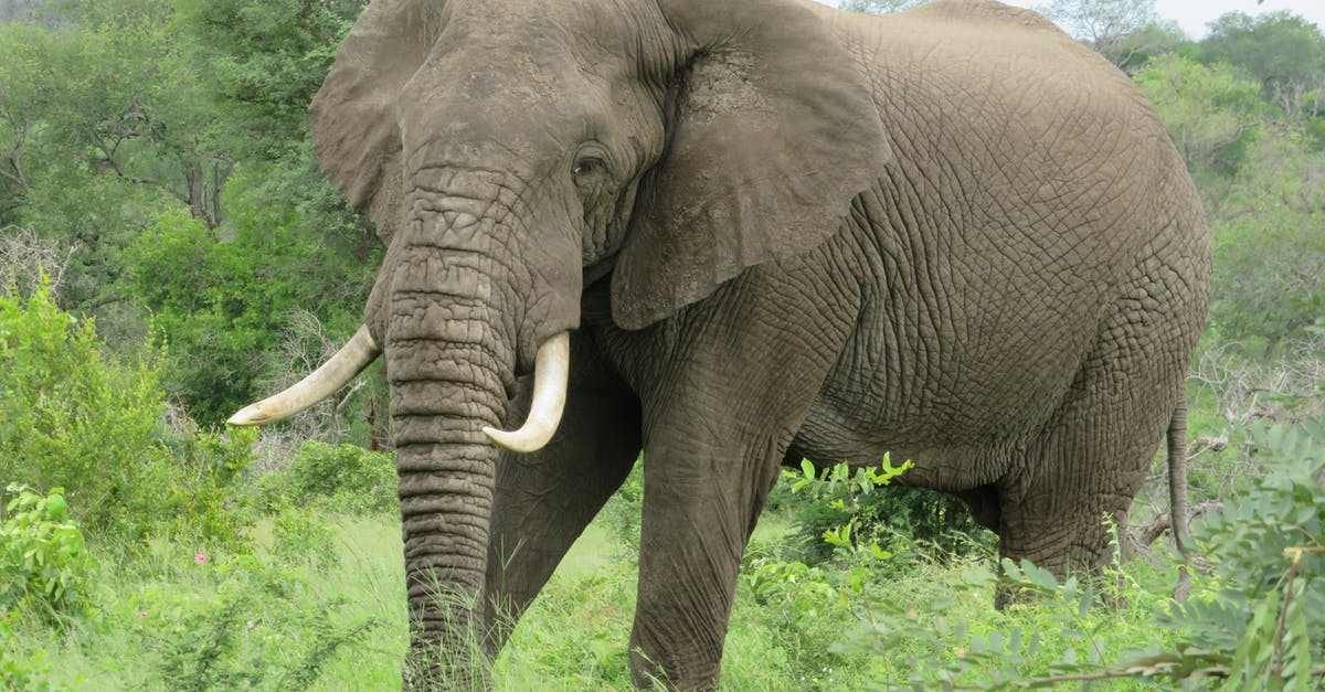 Ear protection on long flights? - Calm gray elephant with pointed tusks and wrinkled trunk looking at camera while strolling on bright grass near growing trees under sky