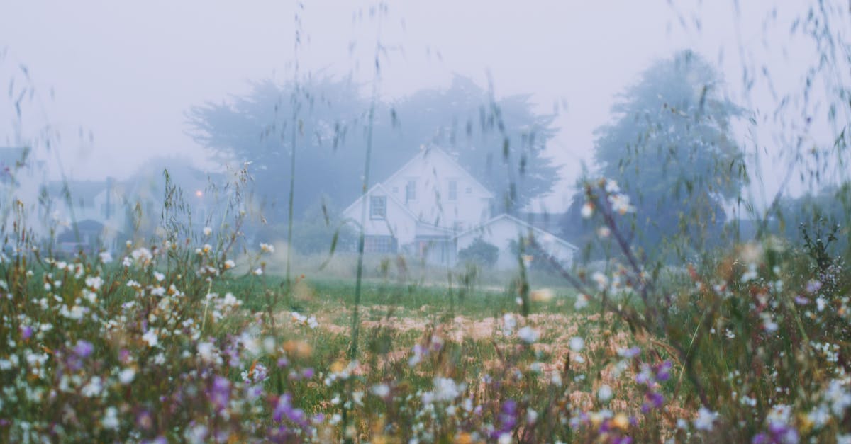 Early arrival in Australia, early hotel check in not available - Rural house behind blossoming flowers growing on grassy meadow in early foggy morning