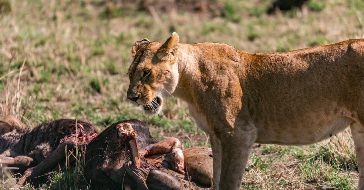 Eating cat meat as a tourist in Switzerland - Wild lioness eating prey in savanna