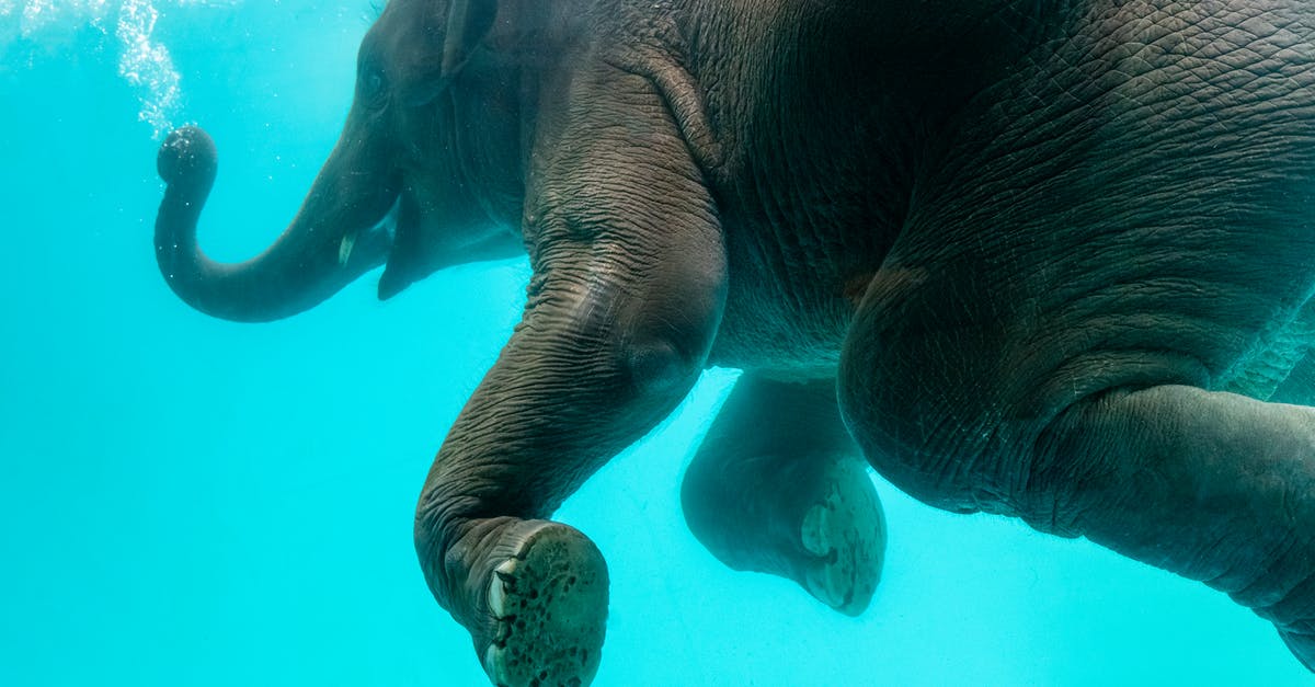 Eco touring/diving in Malaysia - Elephant swimming in blue water