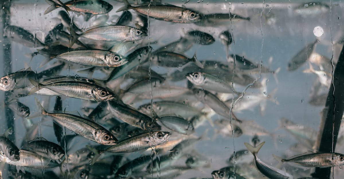 Eco touring/diving in Malaysia - Closeup of plenty of small fish swimming together in clean glass transparent aquarium