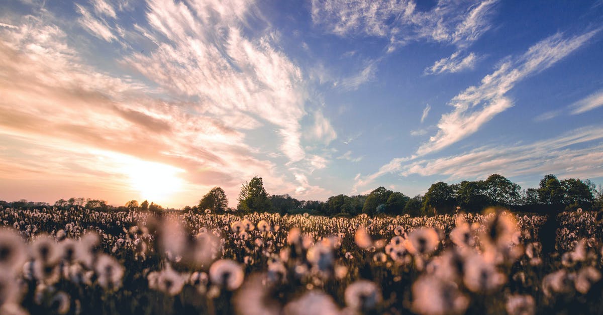 Effects of being denied entry to Poland - Nature Photography of Flower Field