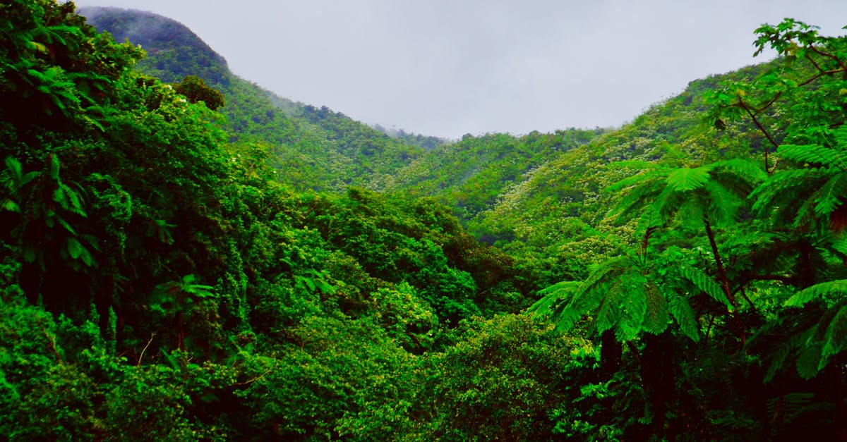 El Yunque or "El Junque" National Forest Pronunciation - Mountain Covered With Green Trees 