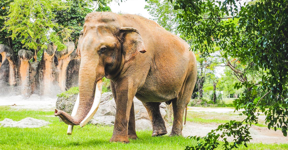 Elephant Trekking in northern Thailand - Elephant Walking on Green Grass Field