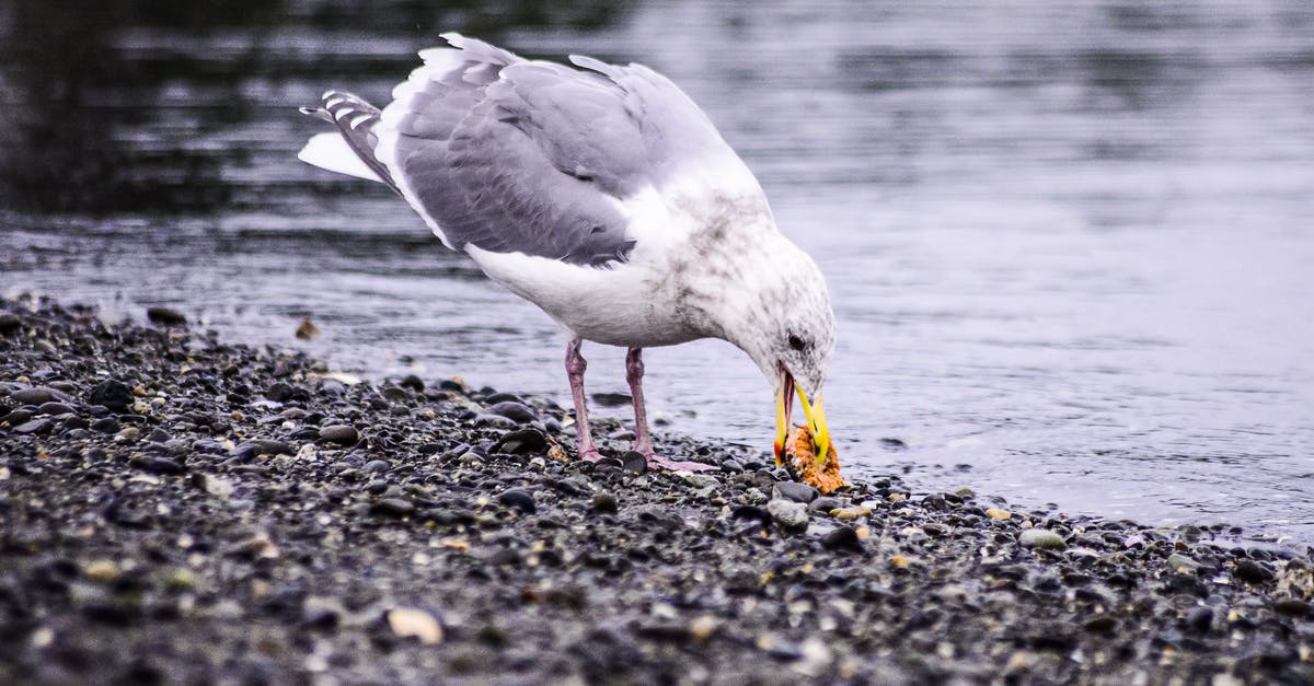 Encountering Weasels in the Wild in Scotland - White and Gray Bird on Rocky Shore