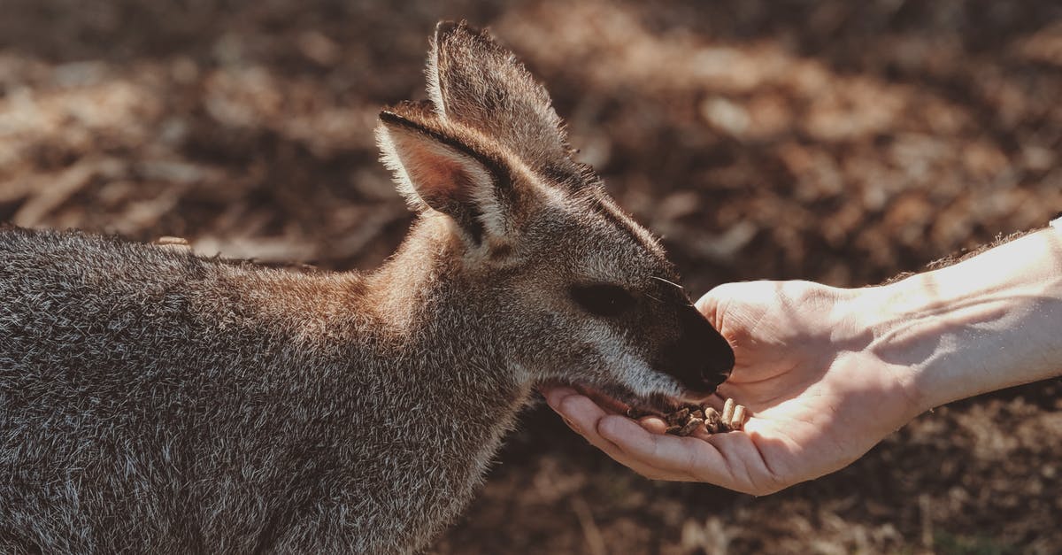 Entering Australia with Australian Passport Leaving with American - Photo of Gray Wallaby